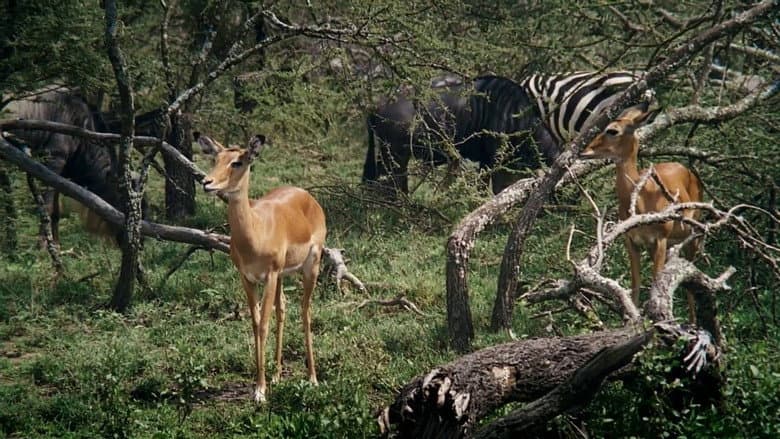 Backdrop from African Bambi