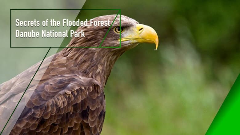 Backdrop from Secrets of the Flooded Forest - Danube National Park