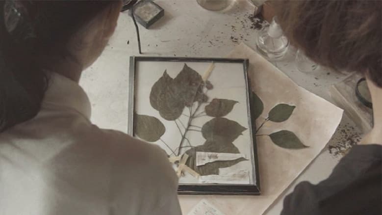 Backdrop from Omura Botanical Specimens