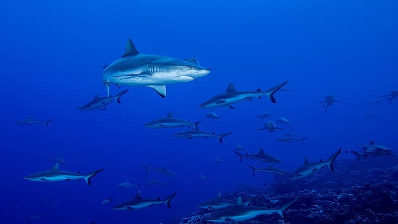 Backdrop from Shark Swarm