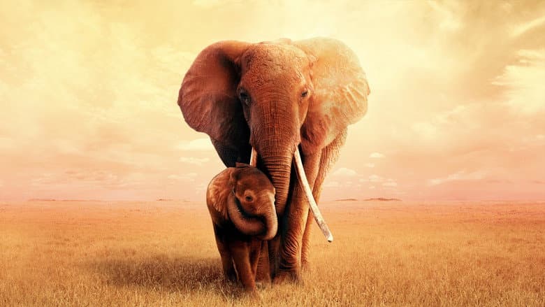 Backdrop from The Elephant Queen