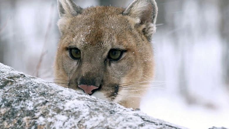 Backdrop from Cougar: On the Trail of the Ghost Cat