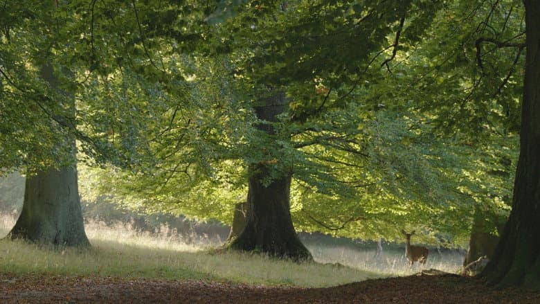 Backdrop from The Hidden Life of Trees