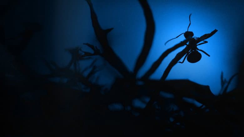 Backdrop from Le Royaume des fourmis