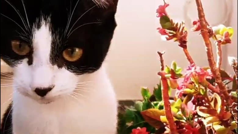 Backdrop from The Memories in a Funeral of a Cat