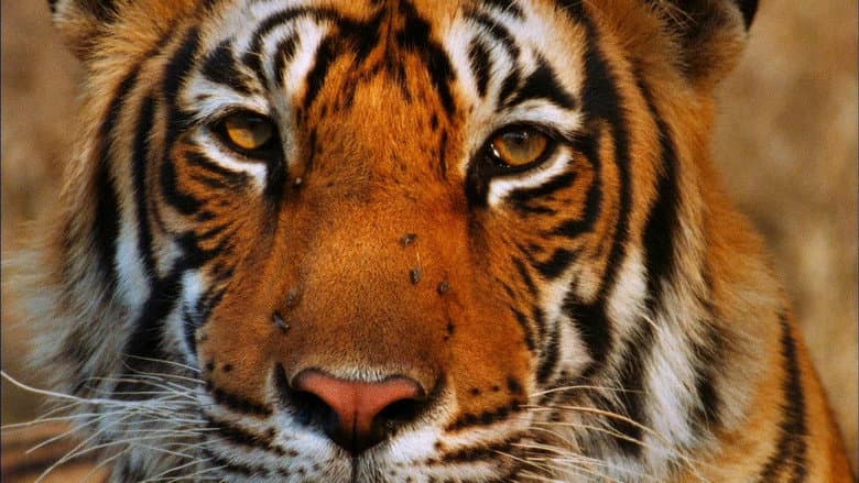 Backdrop from Broken Tail: A Tiger's Last Journey