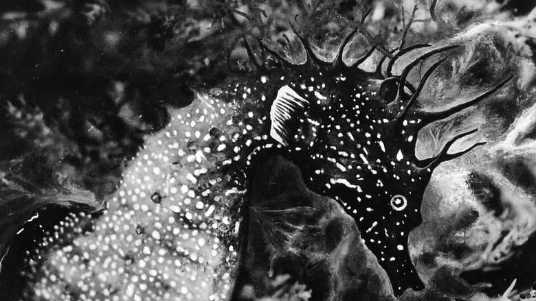 Backdrop from The Sea Horse