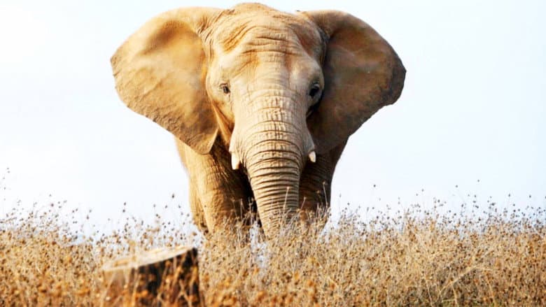 Backdrop from An Apology to Elephants
