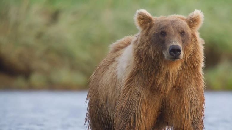 Backdrop from Alaska's Giant Bears