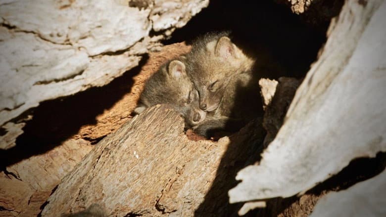 Backdrop from Back from the Brink: Saved from Extinction