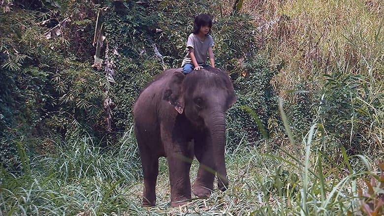 Backdrop from My Lucky Elephant