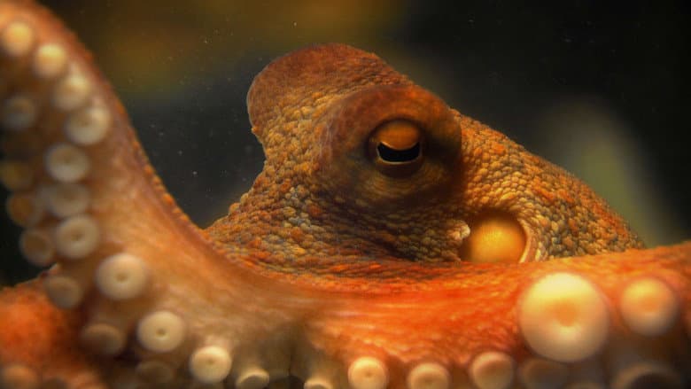 Кадр із фільму «The Life & Times of Paul the Psychic Octopus»