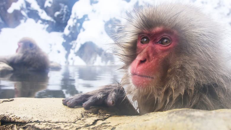 Backdrop from Wild Japan: Snow Monkeys