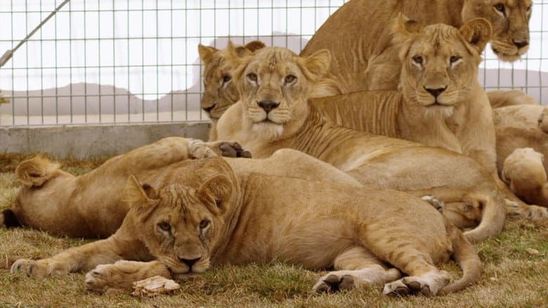 Backdrop from Lion Ark