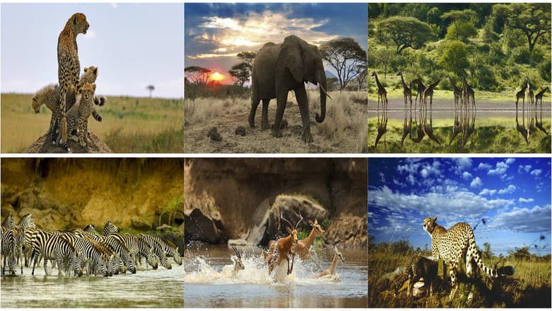 Backdrop from Serengeti