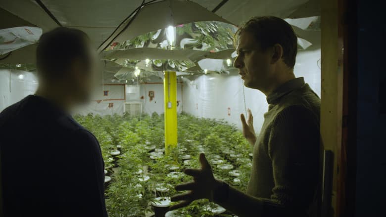 Backdrop from Cannabis illégal