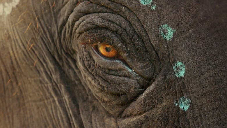Backdrop from The Elephant Whisperers