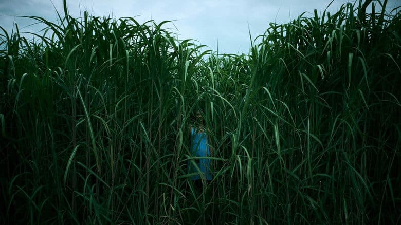 Backdrop from In the Tall Grass