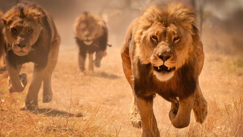 Backdrop from World's Deadliest: Lions