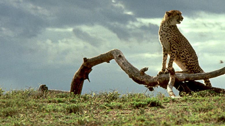 Backdrop from Cheetah