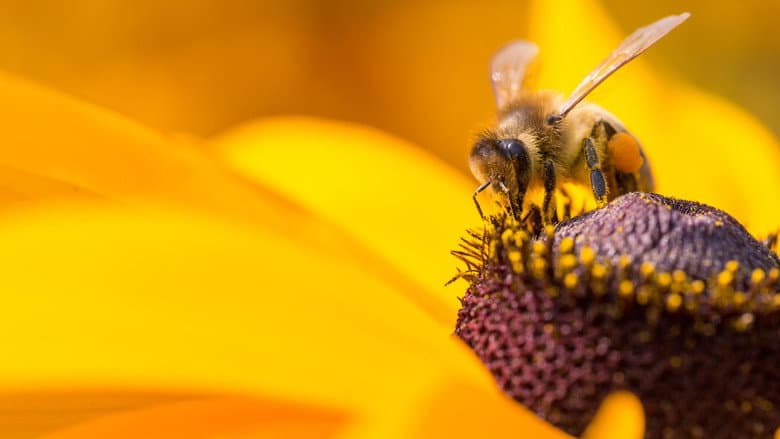 Backdrop from Diary of a Bee