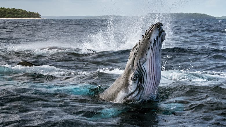 Backdrop from Secrets of the Whales