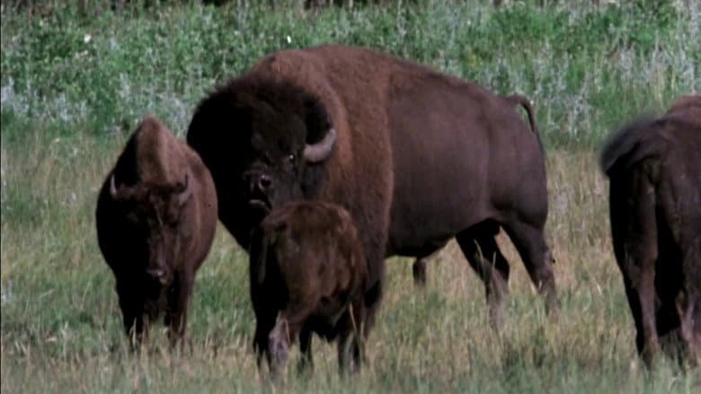Backdrop from The Great Buffalo Saga