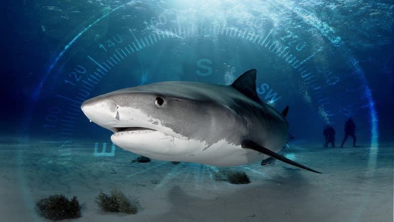 Backdrop from Sharks of the Bermuda Triangle