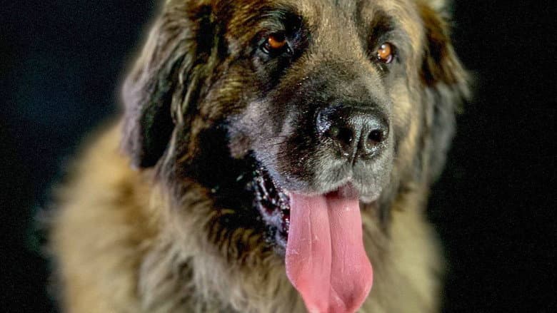 Backdrop from How dogs conquered the world