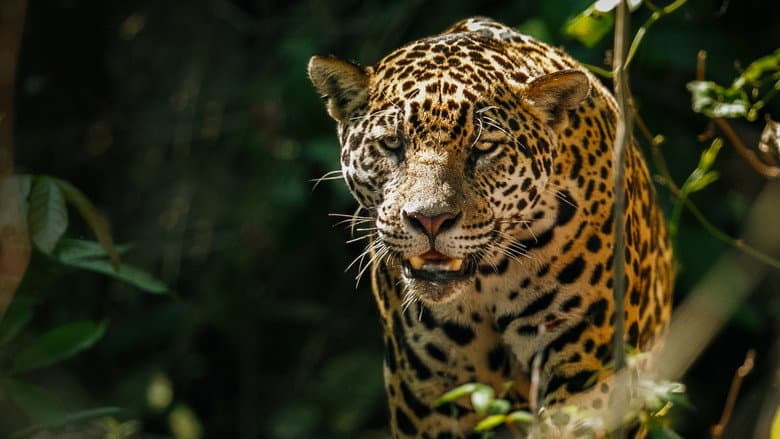 Backdrop from The Phantom Cat: Jaguar