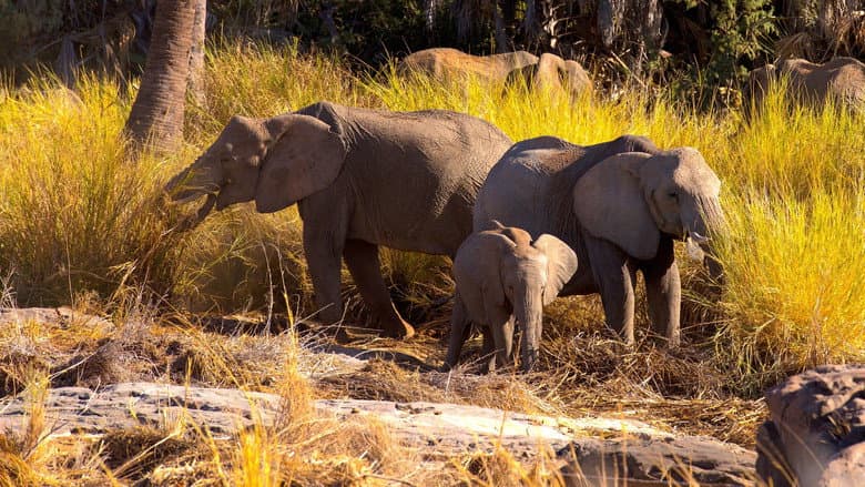 Backdrop from Namibia, Sanctuary of Giants