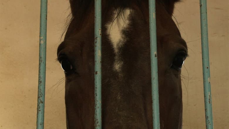 Backdrop from Two Sides of One Horse