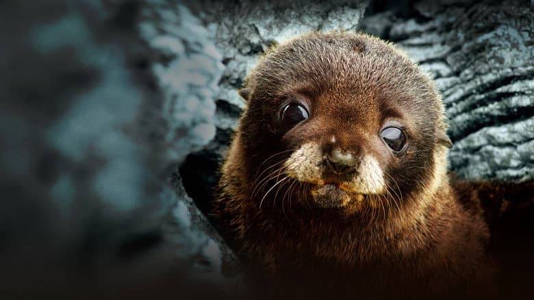 Backdrop from Fur Seals