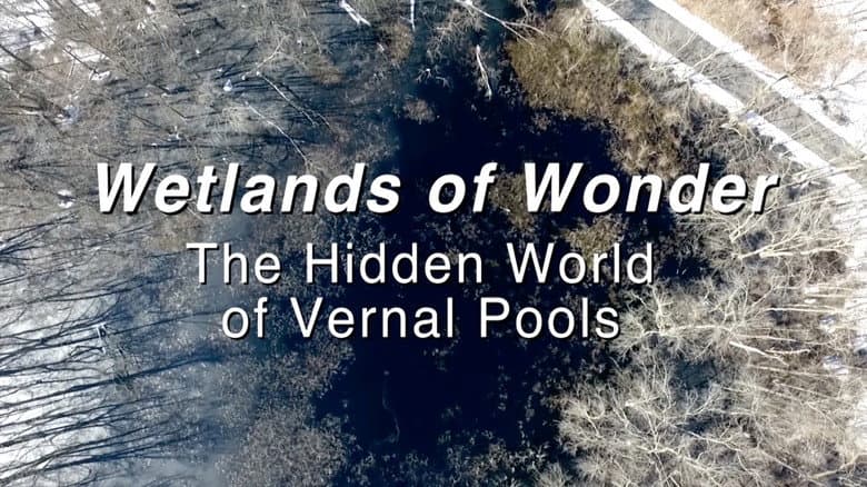 Backdrop from Wetlands of Wonder: The Hidden World of Vernal Pools