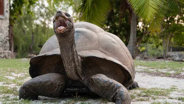 Backdrop from Aldabra: Once Upon an Island