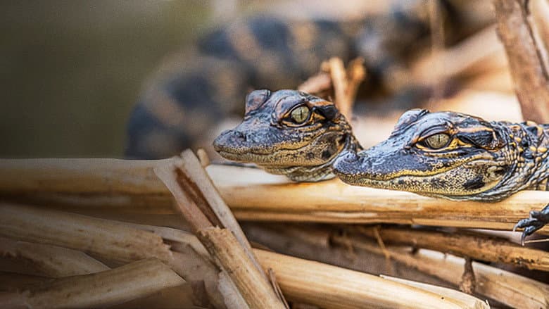 Backdrop from Prowlers of the Everglades