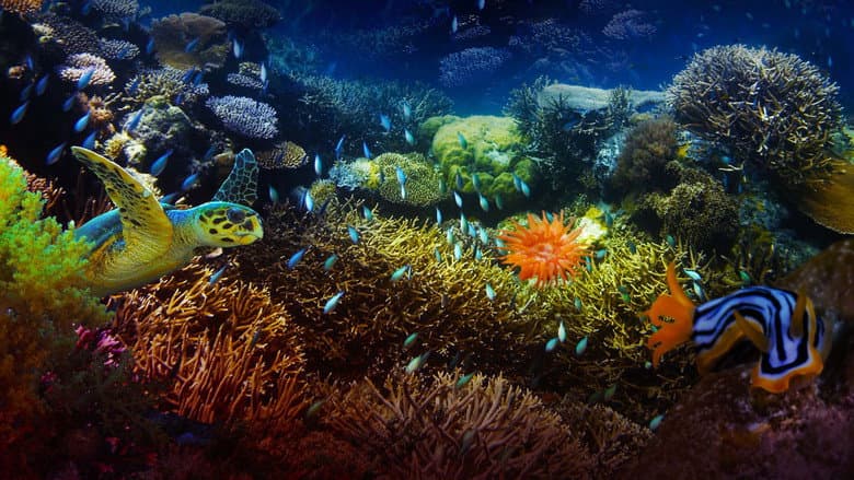 Backdrop from The Last Reef: Cities Beneath the Sea